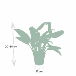 Aglaonema Christina - H30cm, ø12cm - Plante D'intérieur -AONA Gardena Magasin 52d68148d9d73b0c