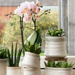 Crassula - H18cm, ø9cm - Plante D'intérieur -AONA Gardena Magasin 54972b4e5147b8f7