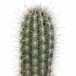 Pachycereus Pringlei - H40cm, ø17cm - Plante D'intérieur -AONA Gardena Magasin 57b3a108e7f76c21