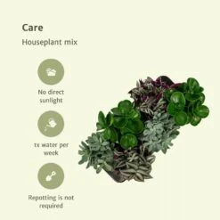 Box 6 Plantes D'intérieur - H20cm, ø12cm - Plantes D'intérieur -AONA Gardena Magasin 57cb3f066d5948c2