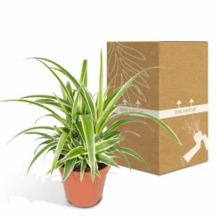 Chlorophytum - H25cm, ø12cm - Plante D'intérieur -AONA Gardena Magasin 58d98f93a3e197de