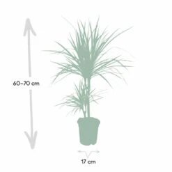 Dracaena Marginata - H70cm, ø17cm - Grande Plante D'intérieur -AONA Gardena Magasin 59154e5733f16093