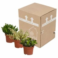 Crassula, Box De 3 Plantes - H15cm, ø10,5cm - Plantes D'intérieur -AONA Gardena Magasin 5ddb1b051b6db20b