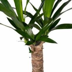 Yucca - H40cm, ø14cm - Plante D'intérieur 7 Yucca - H40cm, ø14cm - Plante D'intérieur -AONA Gardena Magasin 5f16e0f52d300105