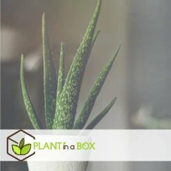 Set De 3 Aloë Vera - Pot ⌀12 Cm - H.20-30 Cm (hauteur Du Pot Incluse) 7 Set De 3 Aloë Vera - Pot ⌀12 Cm - H.20-30 Cm (hauteur Du Pot Incluse) -AONA Gardena Magasin 628632b25d8728.70560661