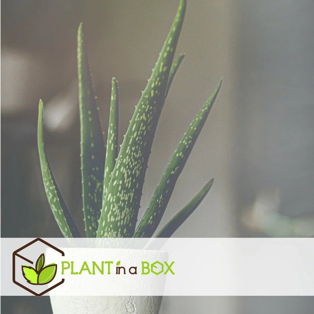 Set De 3 Aloë Vera - Pot ⌀12 Cm - H.20-30 Cm (hauteur Du Pot Incluse) 4 Set De 3 Aloë Vera - Pot ⌀12 Cm - H.20-30 Cm (hauteur Du Pot Incluse) – Image 4