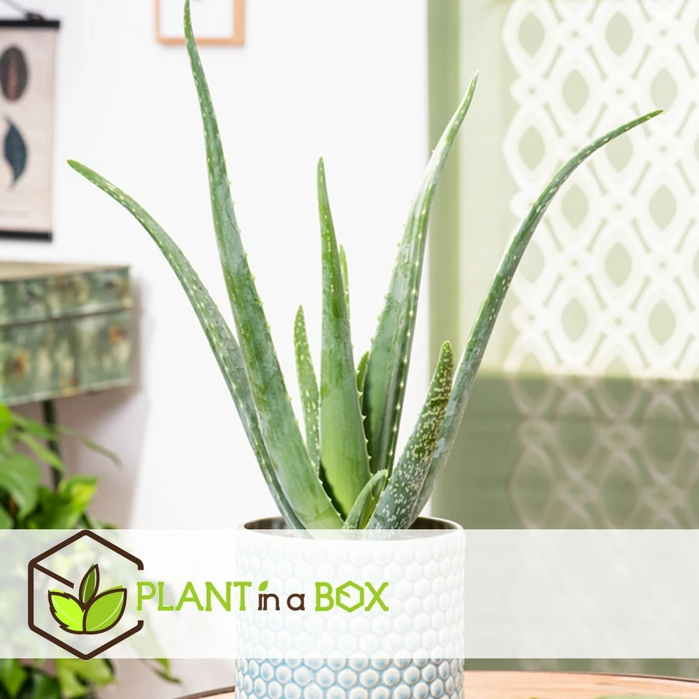 Set De 3 Aloë Vera - Pot ⌀12 Cm - H.20-30 Cm (hauteur Du Pot Incluse) 2 Set De 3 Aloë Vera - Pot ⌀12 Cm - H.20-30 Cm (hauteur Du Pot Incluse) – Image 2