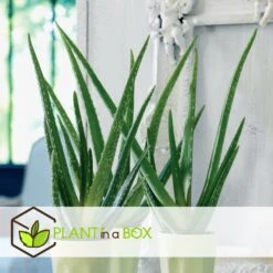 Set De 3 Aloë Vera - Pot ⌀12 Cm - H.20-30 Cm (hauteur Du Pot Incluse) 6 Set De 3 Aloë Vera - Pot ⌀12 Cm - H.20-30 Cm (hauteur Du Pot Incluse) -AONA Gardena Magasin 628632b263b983.03284251