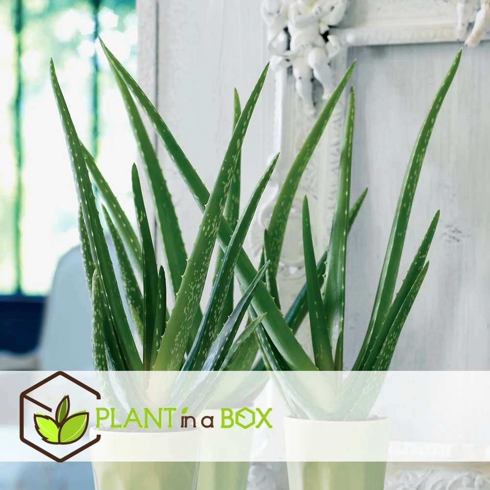 Set De 3 Aloë Vera - Pot ⌀12 Cm - H.20-30 Cm (hauteur Du Pot Incluse) 3 Set De 3 Aloë Vera - Pot ⌀12 Cm - H.20-30 Cm (hauteur Du Pot Incluse) – Image 3