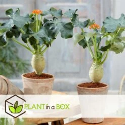 Set De 2 Jatropha Podagrica - Pot ⌀13cm - H.25-45cm (hauteur Pot Incluse) -AONA Gardena Magasin 628632b34fdc44.40632517