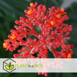Set De 2 Jatropha Podagrica - Pot ⌀13cm - H.25-45cm (hauteur Pot Incluse) -AONA Gardena Magasin 628632b3539b72.60863965