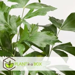 Caryota Mitis - Pot ⌀27 Cm - H. 120-130cm (hauteur Pot Incluse) -AONA Gardena Magasin 628632b4a09989.02712162