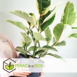 Ficus Elastica Tineke - Pot ⌀24cm - H.80-100cm (hauteur Pot Incluse) -AONA Gardena Magasin 628632b95950e8.89576887