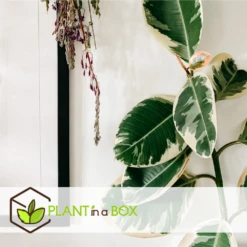 Ficus Elastica Tineke - Pot ⌀24cm - H.80-100cm (hauteur Pot Incluse) -AONA Gardena Magasin 628632b9988080.85837327