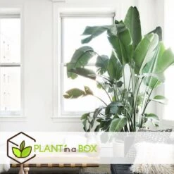 Strelitzia Nicolai Dans Panier- Pot ⌀17cm - H.55-70cm (hauteur Pot Incluse) -AONA Gardena Magasin 631a34c70b7492.89645456