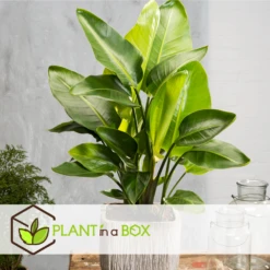 Strelitzia Nicolai Dans Panier- Pot ⌀17cm - H.55-70cm (hauteur Pot Incluse) -AONA Gardena Magasin 631a34c7297023.78519061