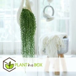 Senecio Rowleyanus - Pot ⌀12cm - H10-20cm (hauteur Pot Incluse) -AONA Gardena Magasin 634f95fc612d81.59702573