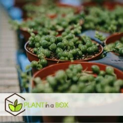 Senecio Rowleyanus - Pot ⌀12cm - H10-20cm (hauteur Pot Incluse) -AONA Gardena Magasin 634f95fc72f312.77803963