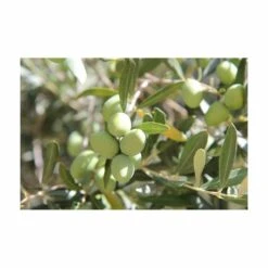 Terreau Pour Agrumes Et Plantes Méditerranéennes (lot De 3) -AONA Gardena Magasin 635ff12dc9b545.94407620