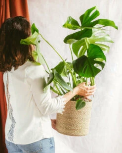 Plante D'intérieur - Monstera Deliciosa Xl 75cm