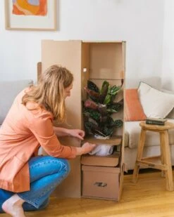 Plante D'intérieur - Calathea Orbifolia L 70cm -AONA Gardena Magasin 6377dd8533f266.28666004