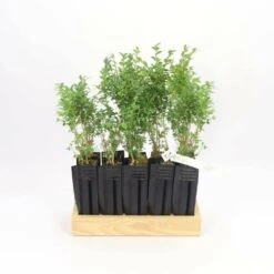 10 Buis Commun (buxus Sempervirens) - Haie De Buis Commun - 10 Jeunes Plants : Taille 10cm -AONA Gardena Magasin 63bca70f6481e0.85631913
