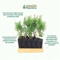 10 Buis Commun (buxus Sempervirens) - Haie De Buis Commun - 10 Jeunes Plants : Taille 10cm -AONA Gardena Magasin 63bca70f685e23.10789299