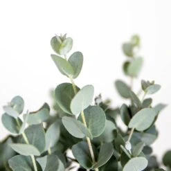 2x Eucalyptus Gunnii - Gommier - Arbuste - Persistant – ⌀17 Cm - ↕40-50 Cm -AONA Gardena Magasin 63f3b93fa1eaf6.27824930