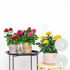 3x Mélange De Rosiers En Pot – Rosa – Patio & Plante D'intérieur – ⌀12cm – ↕20-30cm -AONA Gardena Magasin 63f3b946a3b938.46075972