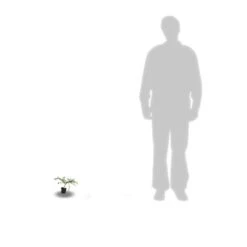 Ceanothe X Italian Skies/pot De 4l - 40/60 Cm -AONA Gardena Magasin 63fdf4475668c7.74020534