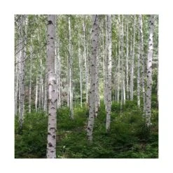 Bouleau Utilis Doorenbos/pot De 10l - 175/200 Cm -AONA Gardena Magasin 63fdf44b2f8ad8.14824164