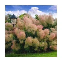 Arbre à Perruque Coggygria Young Lady/pot De 4l - 60/120 Cm -AONA Gardena Magasin 63fdf44cdb46d9.81468895