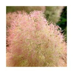 Arbre à Perruque Coggygria Young Lady/pot De 4l - 60/120 Cm -AONA Gardena Magasin 63fdf44cdfcca8.08856198