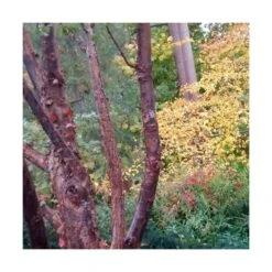 Érable à écorce De Papier/pot De 10l - 80/120 Cm -AONA Gardena Magasin 63fdf450748b14.20055065