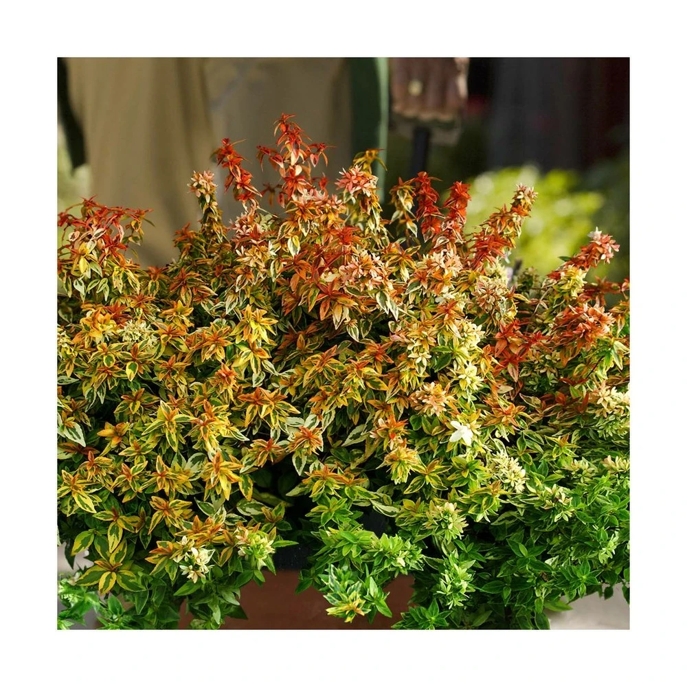 Abélie à Grandes Fleurs Kaleidoscope®/pot De 4l - 40/60 Cm 1 Abélie à Grandes Fleurs Kaleidoscope®/pot De 4l - 40/60 Cm