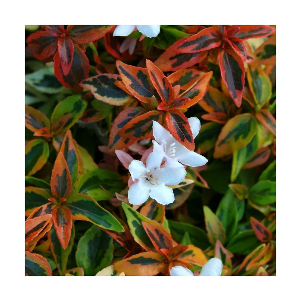 Abélie à Grandes Fleurs Kaleidoscope®/pot De 4l - 40/60 Cm 2 Abélie à Grandes Fleurs Kaleidoscope®/pot De 4l - 40/60 Cm – Image 2