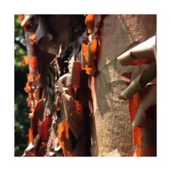 Érable à écorce De Papier/pot De 18 L - 125/150 -AONA Gardena Magasin 63fdf45554a968.08394350