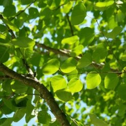 Arbre Au Caramel Japonicum/pot De 5l - 80/100 Cm -AONA Gardena Magasin 63fdf472927303.75361738