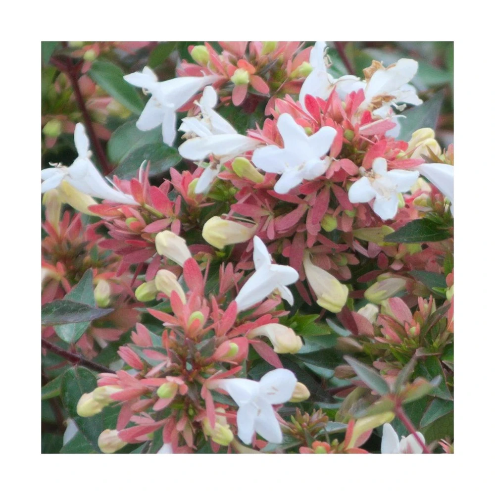 Abélie à Grandes Fleurs Sherwood/pot De 4l - 40/60 Cm 2 Abélie à Grandes Fleurs Sherwood/pot De 4l - 40/60 Cm – Image 2