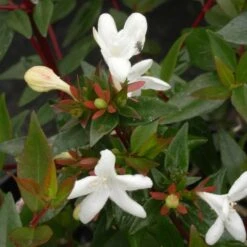 Abélie à Grandes Fleurs Sherwood/pot De 4l - 40/60 Cm 11 Abélie à Grandes Fleurs Sherwood/pot De 4l - 40/60 Cm -AONA Gardena Magasin 63fdf479539733.36516078