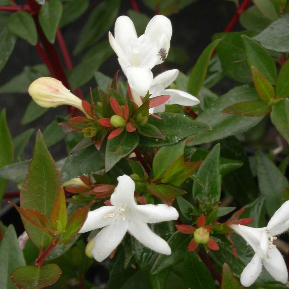 Abélie à Grandes Fleurs Sherwood/pot De 4l - 40/60 Cm 5 Abélie à Grandes Fleurs Sherwood/pot De 4l - 40/60 Cm – Image 5