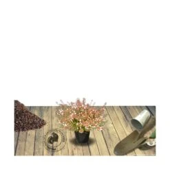 Abélie à Grandes Fleurs Sherwood/pot De 4l - 40/60 Cm 12 Abélie à Grandes Fleurs Sherwood/pot De 4l - 40/60 Cm -AONA Gardena Magasin 63fdf47959f271.84221600