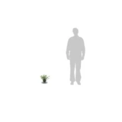 Ceanothe Thyrsiflorus Var. Repens/pot De 4l - 40/60 Cm -AONA Gardena Magasin 63fdf47b36ca40.50074896