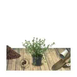 Ceanothe Thyrsiflorus Var. Repens/pot De 4l - 40/60 Cm -AONA Gardena Magasin 63fdf47b3b4e69.46135419