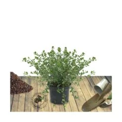 Ceanothe Thyrsiflorus Var. Repens/pot De 4l - 40/60 Cm -AONA Gardena Magasin 63fdf47b4e22a6.91186754