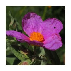 Ciste Pourpre Purpureus/pot De 4l - 40/60 Cm -AONA Gardena Magasin 63fdf48094f861.80590374