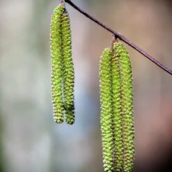 Bouleau Utilis/pot De 10l - 175/200 Cm -AONA Gardena Magasin 63fdf484017194.22140049