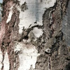 Bouleau Utilis/pot De 10l - 175/200 Cm -AONA Gardena Magasin 63fdf48416b7f7.95793162