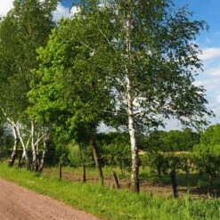 Bouleau Utilis/pot De 10l - 175/200 Cm -AONA Gardena Magasin 63fdf4841d7761.55433812