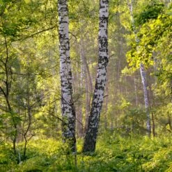 Bouleau Utilis/pot De 10l - 175/200 Cm -AONA Gardena Magasin 63fdf484219600.31420579